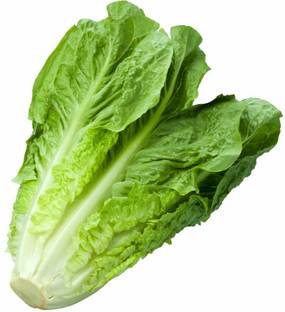 VIATION Lettuce Romaine Green Seed