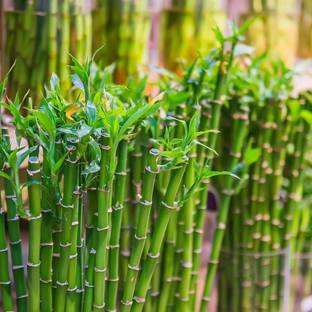 ibains Hybrid bamboo seeds Seed