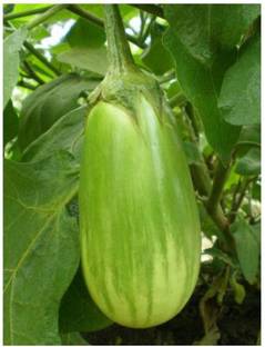 UGRA Brinjal Seed