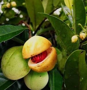 SHYAM 1Healthy Live All Time Orginal "Jaifal Fruit"Tree plantll Seed