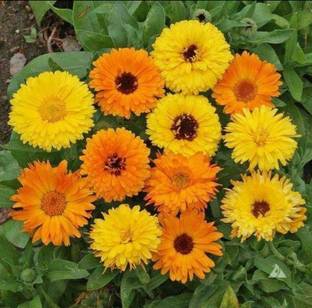 Lippy Calendula Fg Mix flower Seed