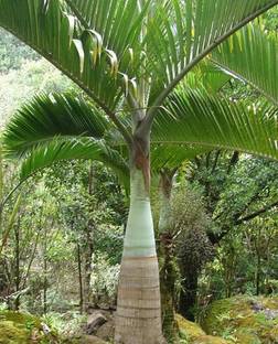 Pbevergreen palm tree seeds/palm seed 12 Seed