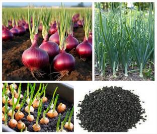 APOSOLUARD Onion Seed