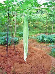 CHILLATAI Chichinda / Snake Gourd / Chichinga / Chhachindra Seed