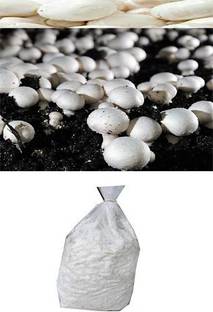 Bula Plant House Button Mushroom Spawn Seed