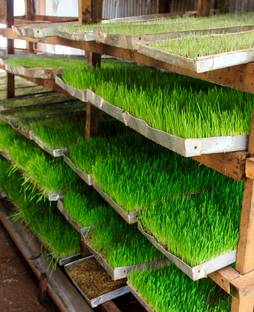 BISWAS Fodder grass seeds, Grass seeds for cow Seed
