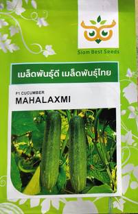 HYBRID 10g mahalaxmi cucumber seeds highest yield variety early fruiting Seed
