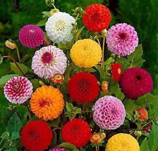 Crapulous mixed organic quality zinia flower seed pack of 35 best quality Seed