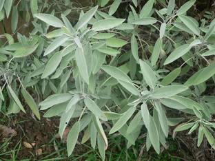 CYBEXIS HUA-99 - Broadleaf Sage - (150 Seeds) Seed