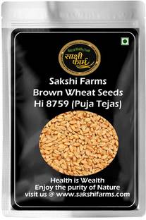 Sakshi Farms Brown Wheat Seeds, Gehu Ka Bheej Seed
