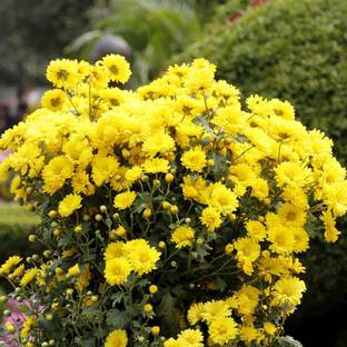 CYBEXIS NBIR-76 - Yellow Ground-Cover Floral Carpet Chrysanthemum - (90 Seeds) Seed