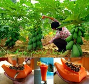seedito taiwan red lady 786 papaya seeds original Seed