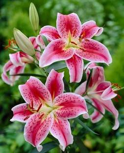 Greenlive traders ASIATIC LILLY BULBS Seed