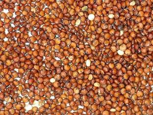CYBEXIS RED QUINOA (ORGANIC)2800 Seeds Seed