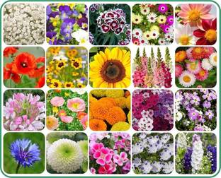 ibains Flower seeds combo pack for summer Seed