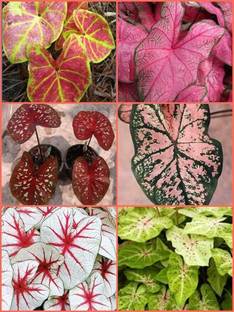 KrishnaSheeds Caladium 4 bulbs MultiColor Fancy Leaves/Heart Of Jesus Bulbs For Home Gardening Seed