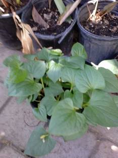 VibeX ® VXI-256 Fish Mint Seeds Seed