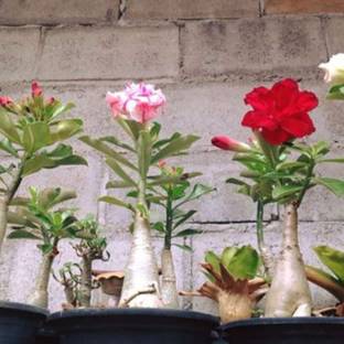 Qualtivate NDIR-38 Adenium Obesum Seeds Seed