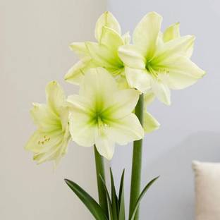 Udanta amaryllis lily for summer pack of 5 bulbs Seed