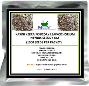 MGBN KASINI KEERAI/CHICORY LEAF/CICHORIUM INTYBUS SEEDS 2 GM Seed
