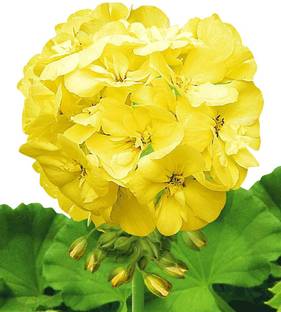 CRGO GERANIUM Seed