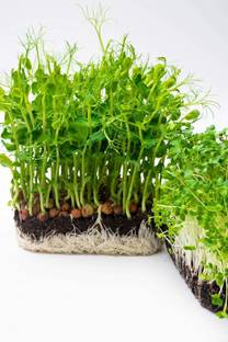 CYBEXIS Microgreens Spicy Micro Salad Leaf Mix Seeds700 Seeds Seed