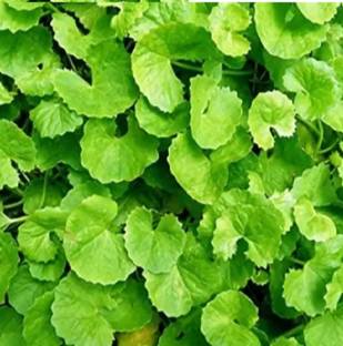 Dbbrothers Brahmi/Centella asiatica/thalkudi/thankuni bulbs for home plant Seed