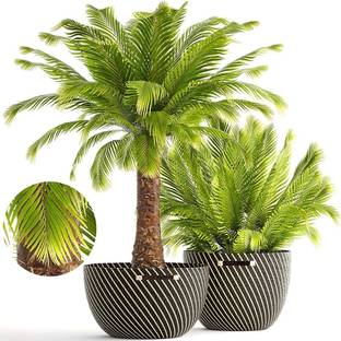 BDSresolve areca palm plant seeds/palm seed 6 Seed