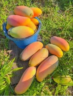 HYBRID 1 pcs lagada mango seeds Highest yield early fruiting very testy fruits Seed