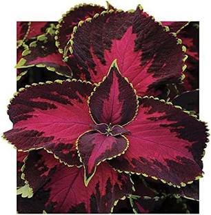 CYBEXIS Chocolate Covered Cherry Coleus Seeds Seed