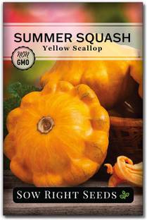 CYBEXIS LXI-56 - Yellow Scallop Zucchini Squash - (225 Seeds) Seed