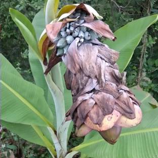 M-Tech Gardens Rare Hybrid Banana " Wild Banana " Exotic 10 Seed