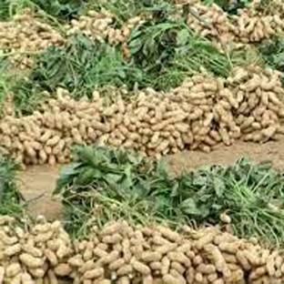 SREE Penut Vegetable Seed, Mungfali Seed. Badam Organic Seed
