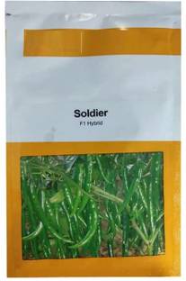 WILLVINE PUAS -X F1 Hybrid Soldier Hot Pepper Seeds /Chilli[25gm, 5000 Seeds] Seed