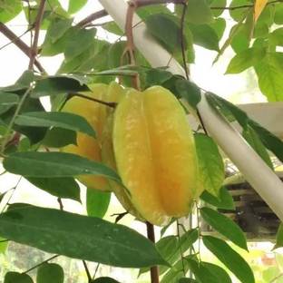 Aro Carambola, Star fruit Seed