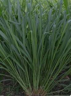 HYBRID MAKHAN GRASS SEEDS HYBRID GRASS SEEDS, MAKHAN GRASS SEEDS, SUPER GRASS SEEDS, MULTI CUTTING GRASS SEEDS Seed