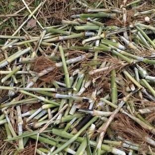 wequality Napier grass stick live plant,nappier grass stick,napier grass multicut stick Seed
