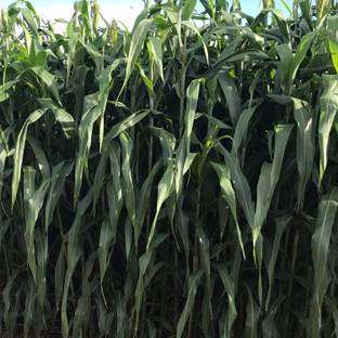 wequality Fodder grass seeds for cattle, Cattle fodder grass seeds, high yield fodder Seed