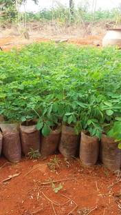 CHILLATAI Drumstick Tree Plant