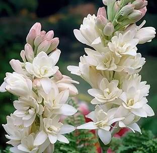 weqaultiy Tuberose plant bulbs,rajnigandha plant bulbs for home grdening Seed