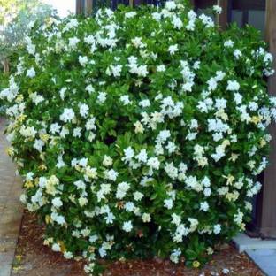 Aywal harsingar, parijat, medicinal plant Seed