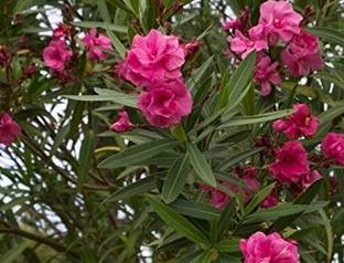 SUAA Kaner Raktakarabi Arali plant Seed