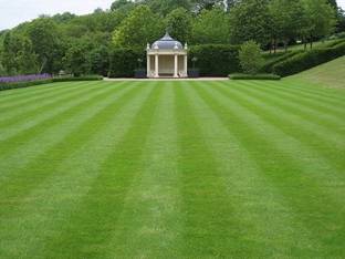 wequality lawn grass for cricket ground/Lawn Grass Seeds 10000 Seed