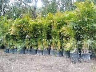 Seedsqlty Palm tree seeds for home garden Seed