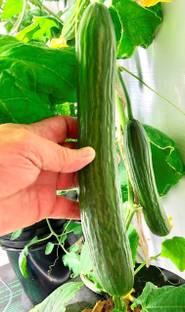 KNESSiN Sow & Grow English Burpless Cucumber for Home & Terrace Gardening-(200 Seeds) Seed