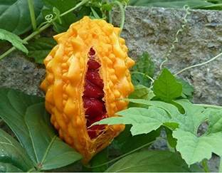Qualtivate XXX-1A Chinese Bitter Melon Gourd Seed