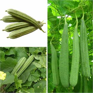 VibeX ® RXI-231 Ridge Gourd | Chinese Okra | Turia Non-GMO Seed
