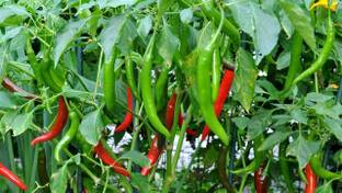 Kenware Chilli Seed