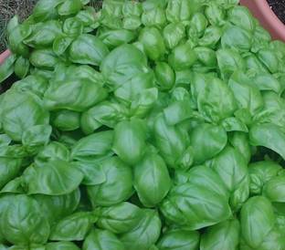 XEFRA Organic Basil Seeds - Italian Large Leaf Seed