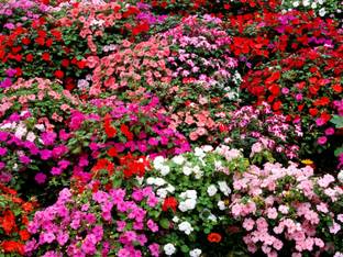 GREENSEA Balsam, Dopati Flower Seed